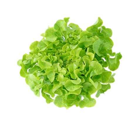 Fresh Green Lettuce Leaves Stock Photo Image Of Life 49444332