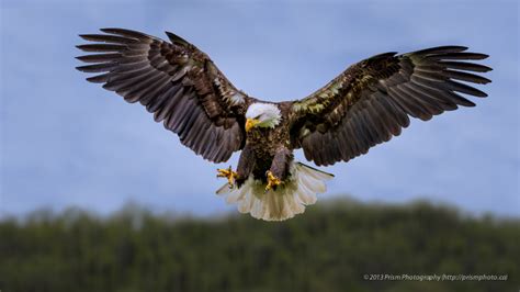 Bald Eagle Hunting By Prism Photography 500px Eagle Hunting Bald