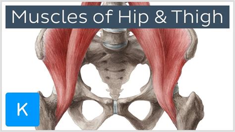 Hip Muscles And Tendons Diagram Muscles Of The Thigh And Gluteal