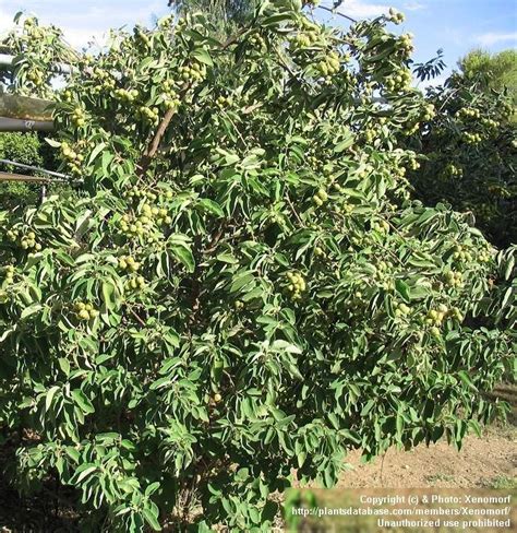 Texas hill country olive oil definitely has an olive tree orchard (i've seen it), but they may not use all their own olives to make the oil. PlantFiles Pictures: Cordia Species, Texas Wild Olive ...