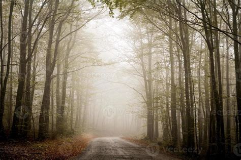Foggy Forest Road 1318410 Stock Photo At Vecteezy