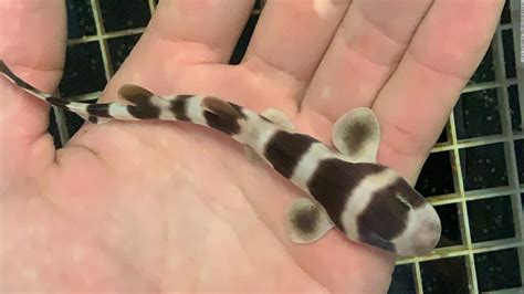 Scientists Bring 97 Baby Sharks To Life Through Artificial Insemination