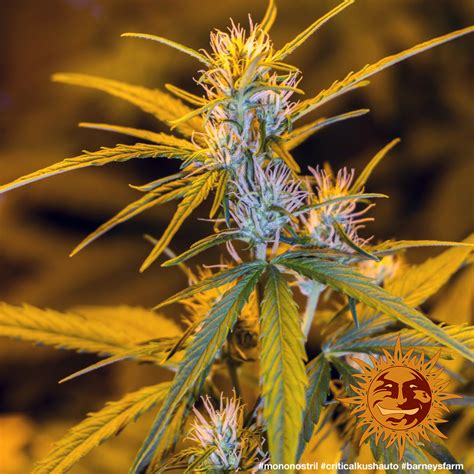 Critical Kush Auto Autoflowering Cannabis Seeds Barneys Farm