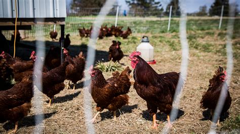 Chickens Ordinance Dead On Arrival After Introduction Vote Fails