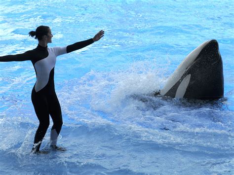 Will Seaworlds Killer Whale Trainers Swim With Orcas Again Federal
