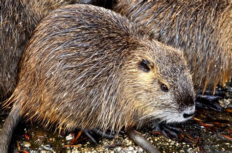 Pixofnature On Twitter Fact Beavers Have Transparent Eyelids Which