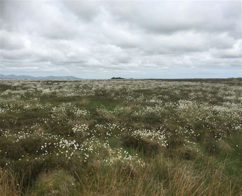 Cotton Grass Fala Moor © Richard Webb Cc By Sa20 Geograph Britain
