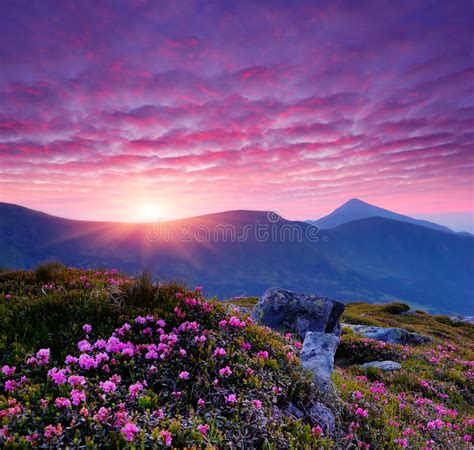 Pink Flowers In The Mountains Stock Photo Image 30227362