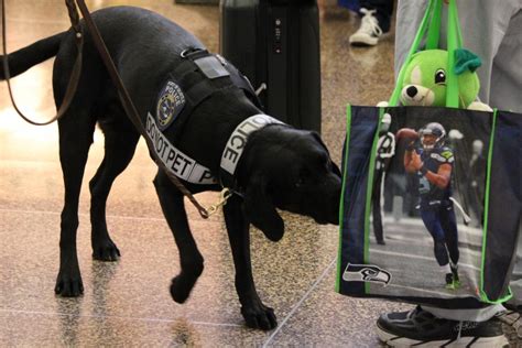Five Fast Facts About Canine Police Officers Port Of Seattle
