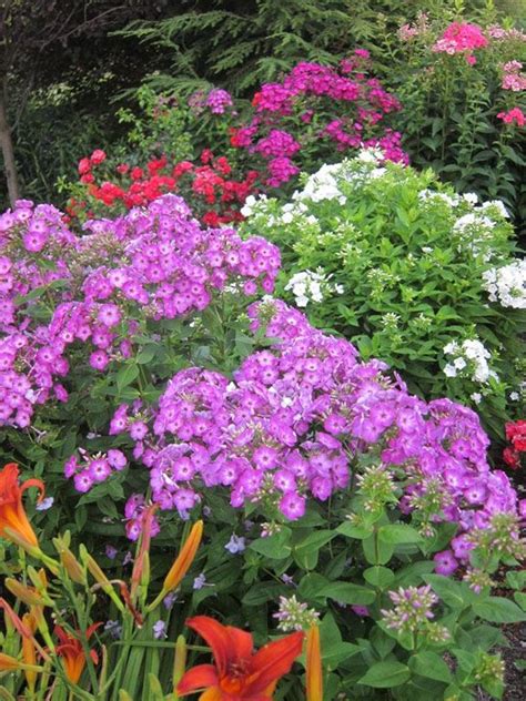 Volcano Phlox Mixed Varieties With Daylilies These Are Great For