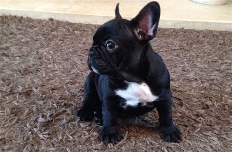 French Bulldog Puppies For Adoption The Things You Need To Know Petdt