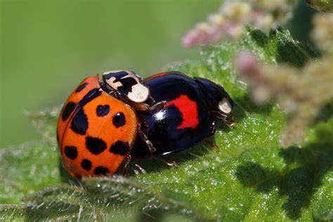 Harlequin Ladybirds With Unusual Patterns Stis And Killer Instincts