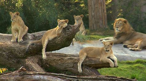 Cincinnati Zoo Lion Conservation Youtube