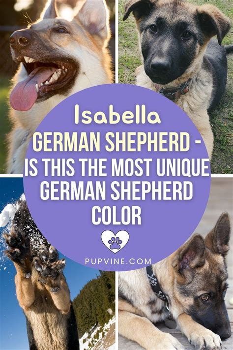 Isabella German Shepherd Is This The Most Unique Gsd Color Artofit