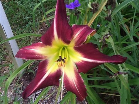 Peacock Maiden Day Lilies Plants Garden