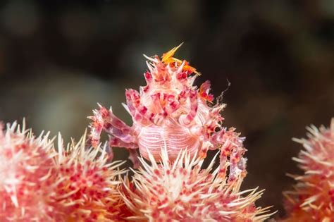 Premium Photo A Red And White Coral Crab Rests Atop A Piece Of Coral