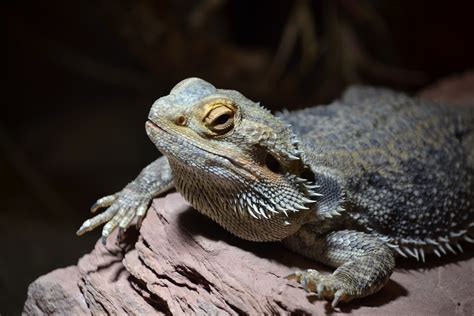 Fotos Gratis Animal Fauna Silvestre Zoo Reptil Lagartija Dragon