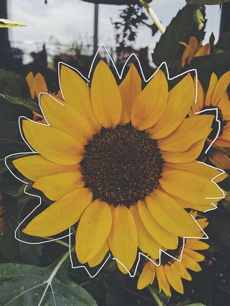 Fotos Para Portadas Y Fondos Fondos Girasoles Sunflower Wallpaper
