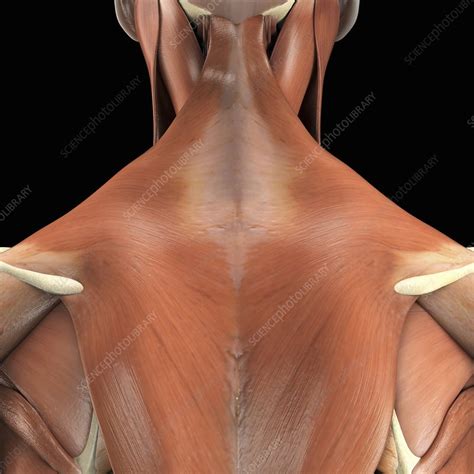 Muscles Of The Upper Back Artwork Stock Image C0202774 Science