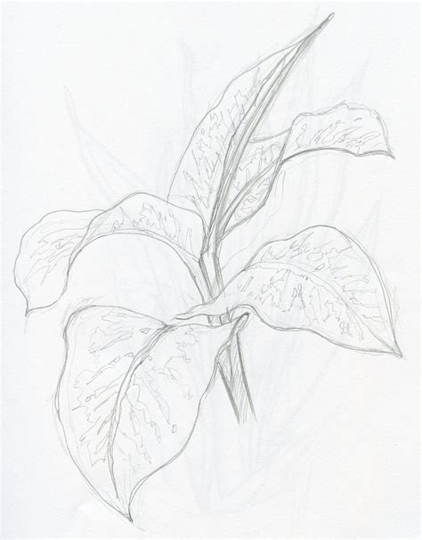 Pencil Sketch Plants By Phebron On Deviantart