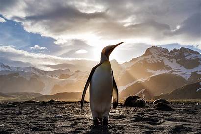 Penguin 5k Looking Wallpapers 4k Nature Animals