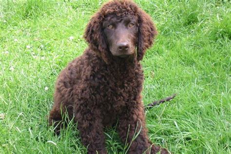 Irish terrier puppies for sale. Irish Water Spaniel Puppies for Sale from Reputable Dog ...