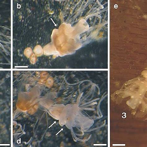Pdf Life Cycle Of The Jellyfish Lychnorhiza Lucerna Scyphozoa