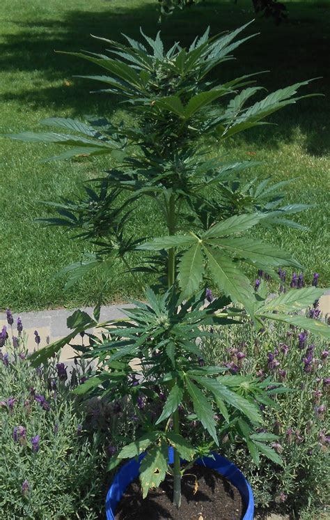 Jack Herer Automatic Royal Queen Seeds Cannabis Strain Gallery