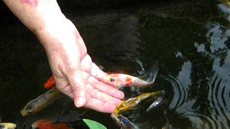 Nancy Hand Feeds Baby Koi Youtube