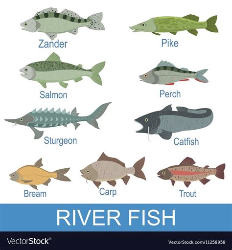 River Fish Identification Slate With Names Vector Image Animals Name