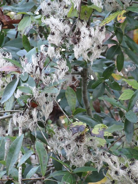We did not find results for: Is That Cotton Growing in My Trees? | Gardening in the ...