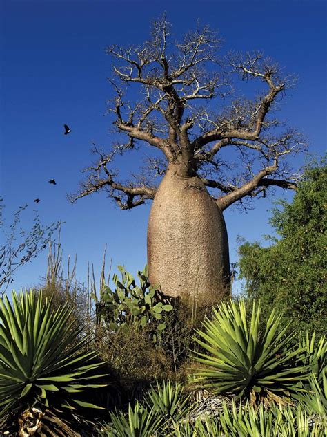 Grandidiers Baobab Adansonia Grandidieri An Endangered Species Of