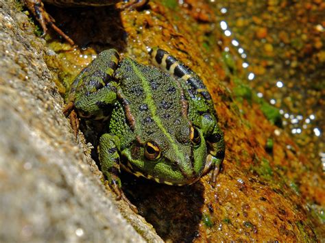 Free Images Nature Wildlife Green Frog Reptile Amphibian Fauna