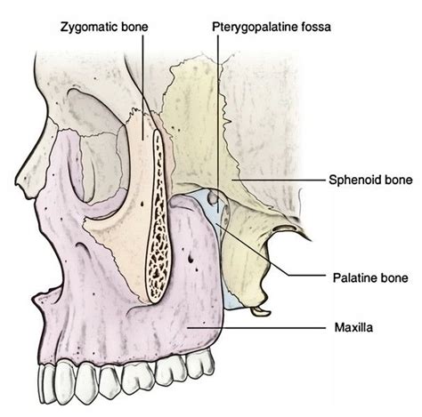 Easy Notes On 【pterygopalatine Fossa】learn In Just 3 Minutes Fossa