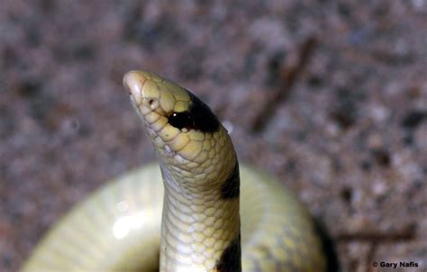 Mohave Shovel Nosed Snake Chionactis Occipitalis