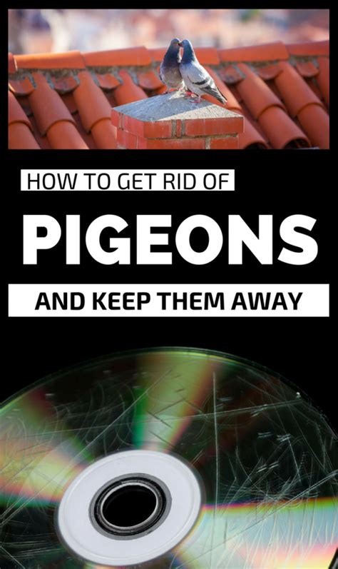 One effective method is to install bird spikes on a tile roof, balcony, solar panel, or gutter, proofing pigeons landing, roosting, or nesting. How To Get Rid Of Pigeons And Keep Them Away - Gardaholic.net