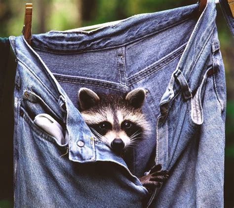 Top 10 Tight Fitting Animals Wearing Jeans
