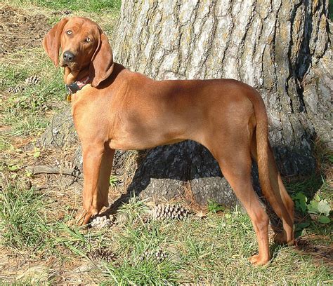 Redbone Coonhound Caractère Et éducation Pagesjaunes