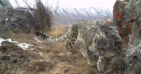 Only 35 Of Snow Leopard Habitat Are Safe From Climate Change Snow