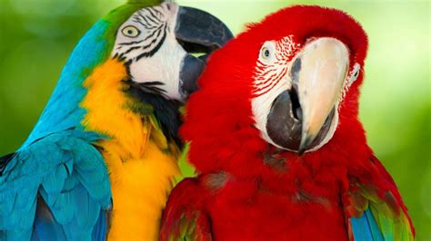 Parrot Macaw Bird Hd Wallpaper Background Mobile Phone