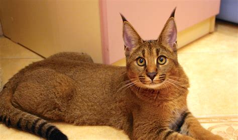 Hybrid Cats Caracat Chausie And Controversy Hybrid Cat Cat