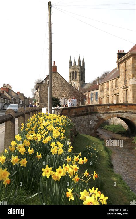 Daffodils All Saints Church Helmsley Yorkshire Helmsley North Yorkshire