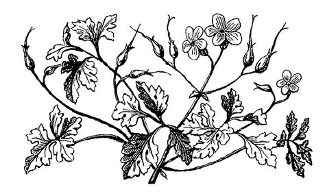 Digital Stamp Design Antique Flower Illustration Downloadable Floral