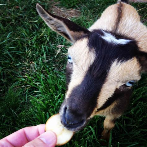 What Do Goats Eat A Guide To Feeding Your Goats