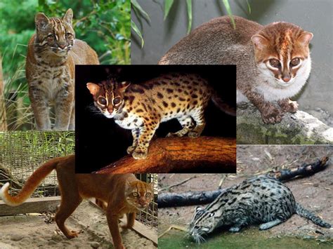 Jenis Kucing Liar Langka Yang Hidup Di Indonesia Kucing Gue