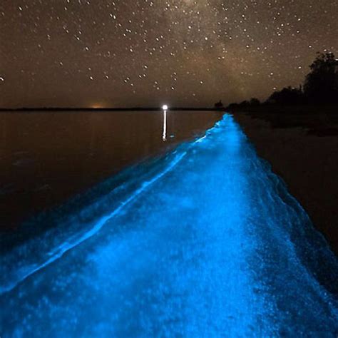 Look At The Bioluminescent Phytoplankton Bioluminescence