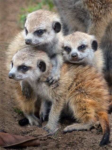Meerkats Animal Beauty Pinterest Posts San Diego