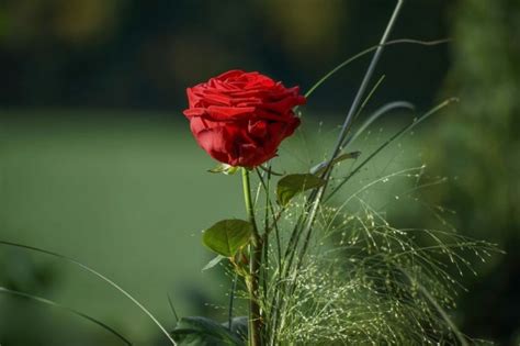 Maybe you would like to learn more about one of these? 50+ Gambar Bunga Mawar Tercantik di Dunia (Warna Putih ...
