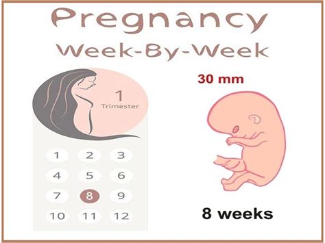 Moms Hub 8 Weeks Pregnant Pictures