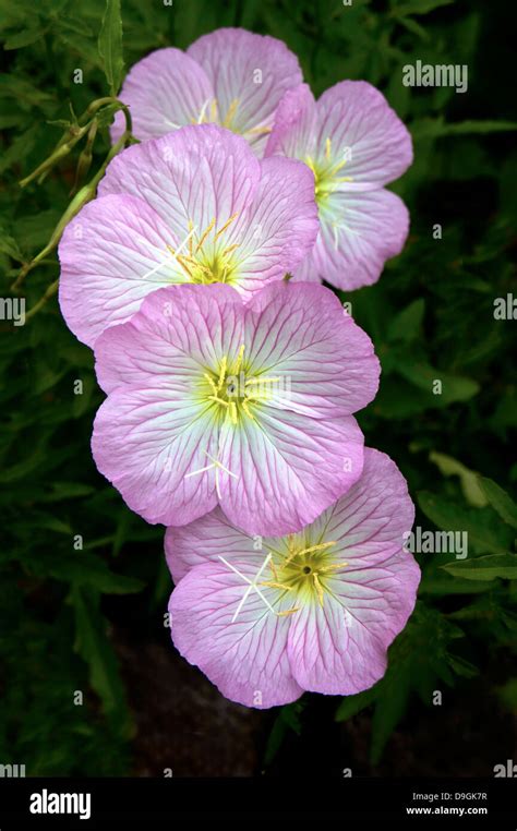 Pink Evening Primrose Hi Res Stock Photography And Images Alamy